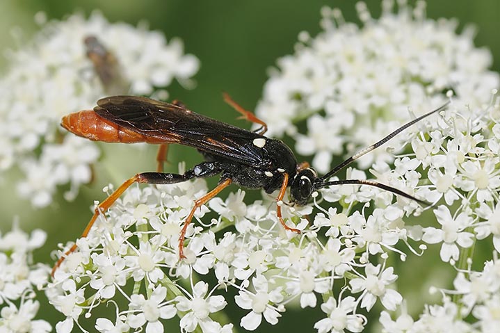 Ichneumonidae