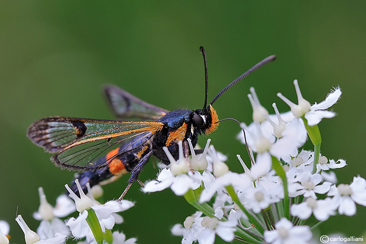 pyropteron chrysidiformis ??