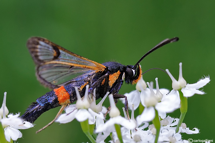 pyropteron chrysidiformis ??