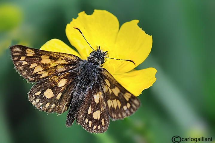 Carterocephalus palaemon