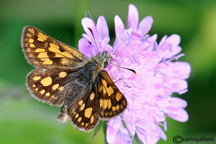 Carterocephalus palaemon