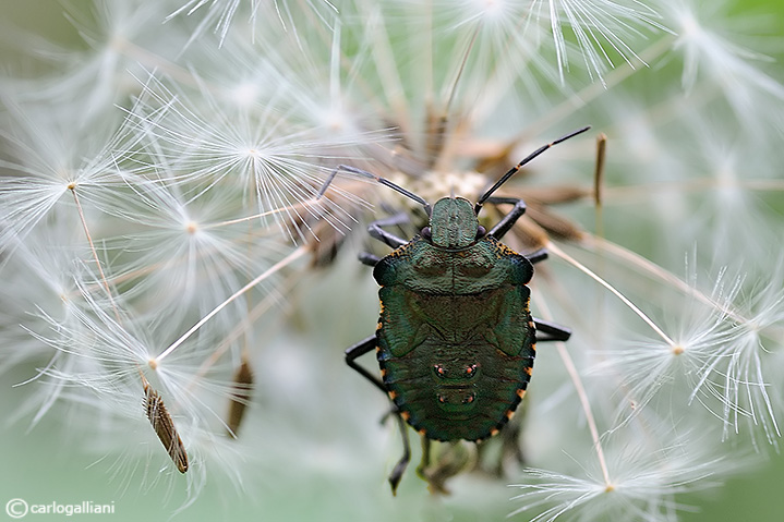 Pentatomidae quale ?