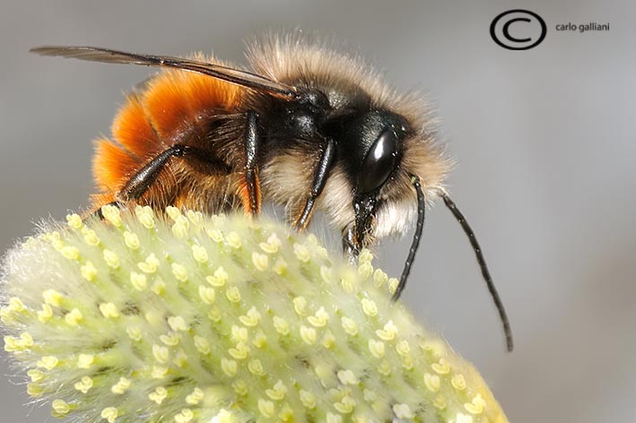 Osmia cornuta M e F (Apidae Megachilinae).
