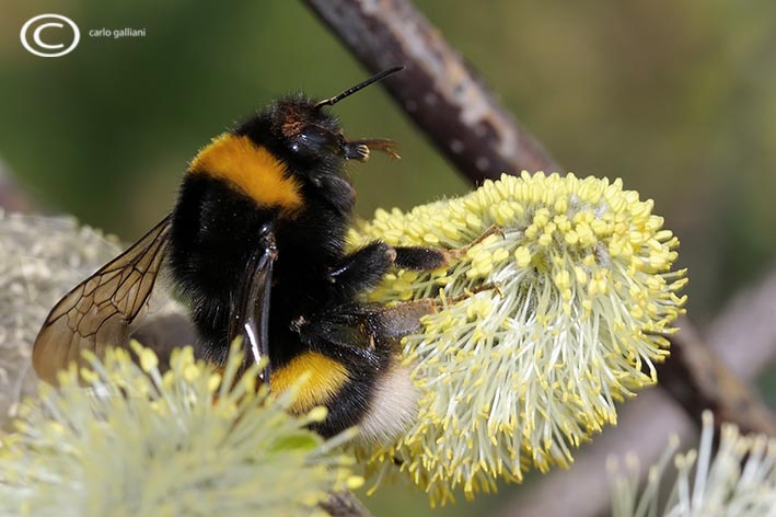 Bombus gruppo terrestris