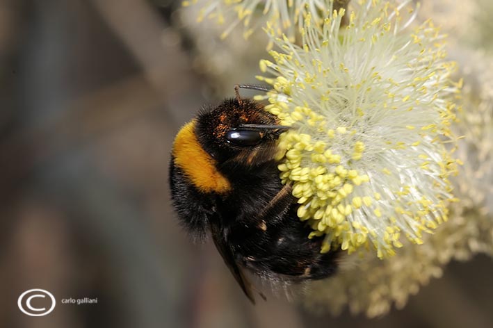 Bombus gruppo terrestris