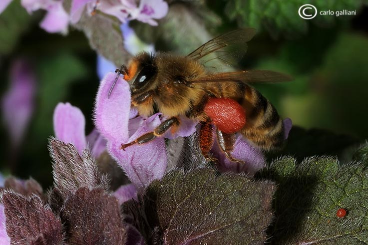 Apis mellifera con polline rosso