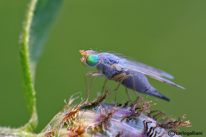 Acanthiophilus helianth  ??