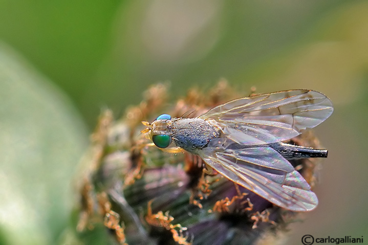 Acanthiophilus helianth  ??