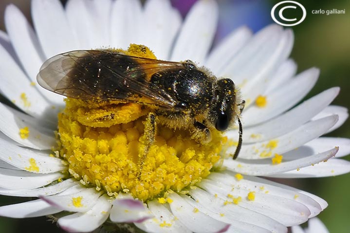 Femmina di Apidae Halictinae impollinata