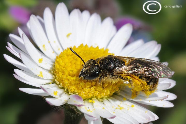 Femmina di Apidae Halictinae impollinata