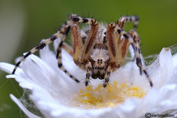 Aculepeira sp.