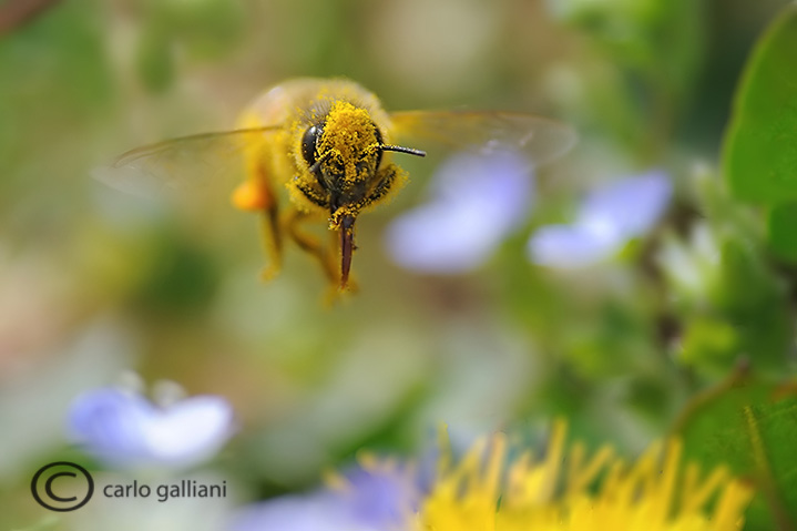 Api e sirfidi in volo