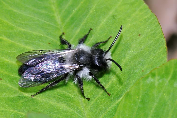 Andrena cfr cineraria