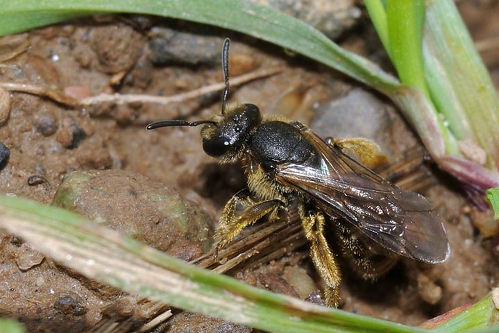 Apidae Halictinae: cfr. Halictus sp., femmina