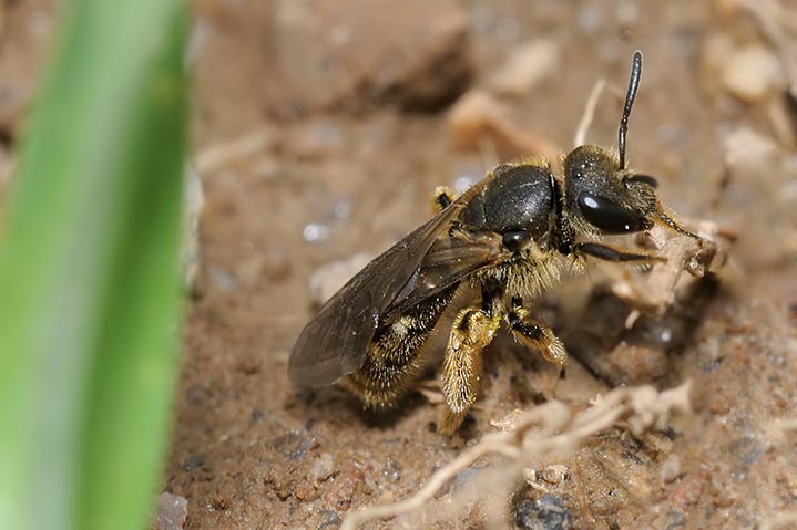 Apidae Halictinae: cfr. Halictus sp., femmina