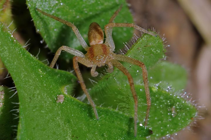 Philodromus sp.