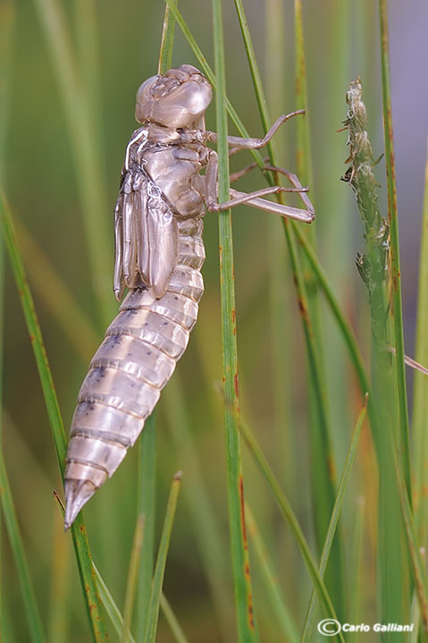 aeshna juncea accoppiamento ed exuvia