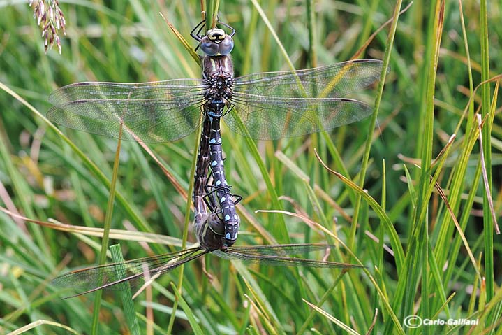 aeshna juncea accoppiamento ed exuvia