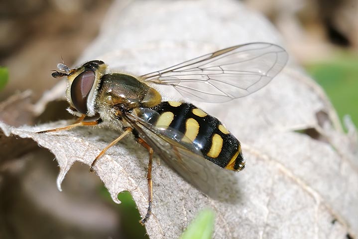 Eupeodes luniger F (Syrphidae).