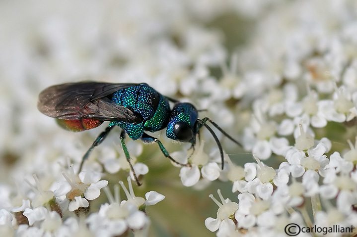 maschio di Hedychrum  nobile