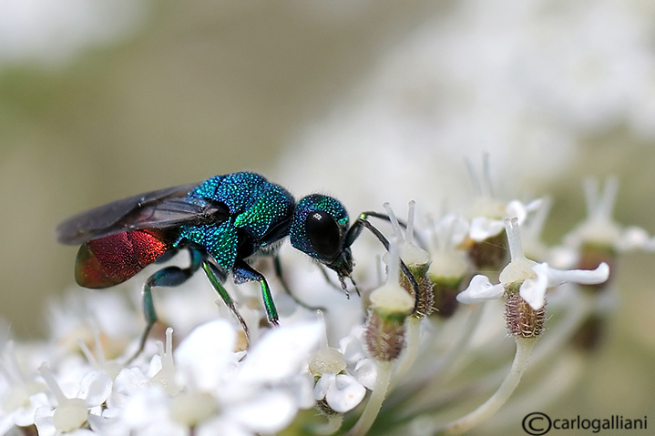 maschio di Hedychrum  nobile