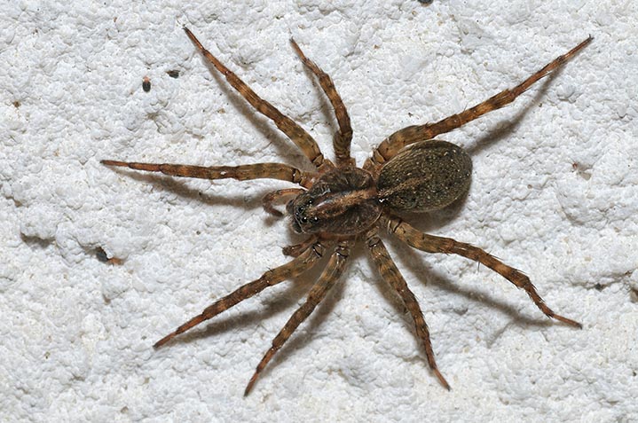 Trochosa  sp.