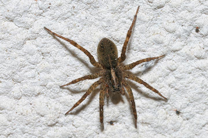 Trochosa  sp.