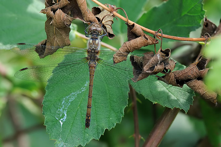 conferma identificazione - Sympetrum striolatum (femmina)