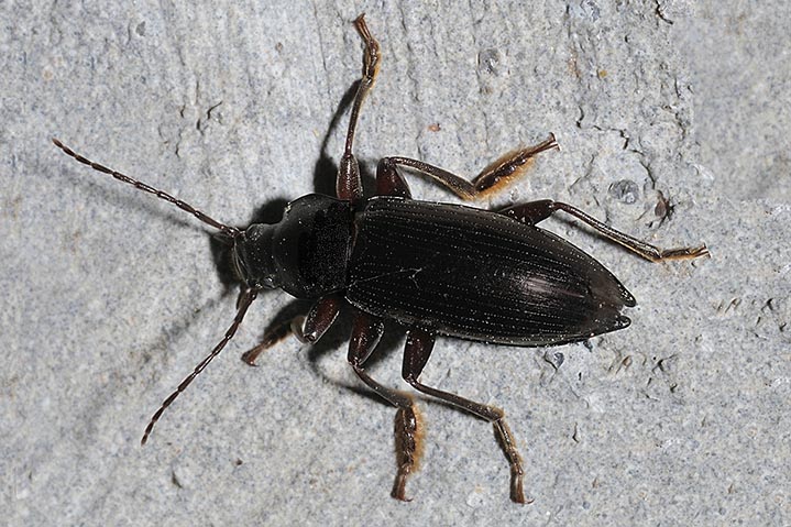 Coleottero notturno: Stenomax aeneus