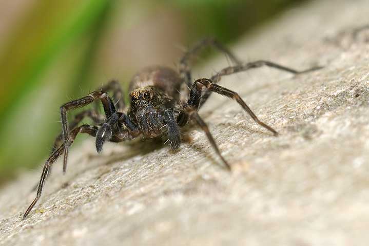 Pardosa sp.