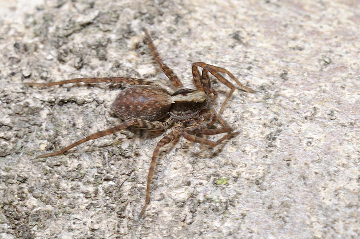 Pardosa sp.