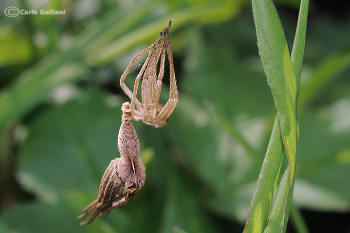 Pisaura mirabilis