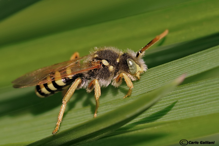 Nomada sp.