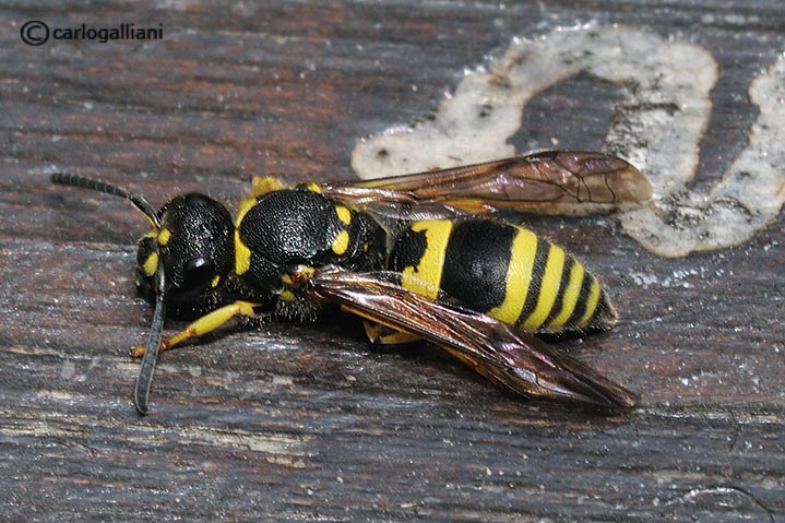 Ancistrocerus sp.