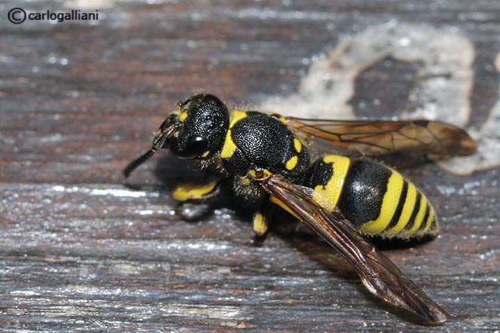 Ancistrocerus sp.