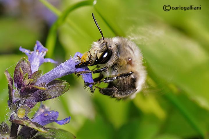 Bombus? No. Maschio di Anthophora cf. plumipes