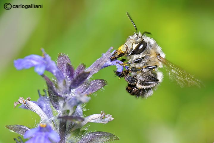 Bombus? No. Maschio di Anthophora cf. plumipes