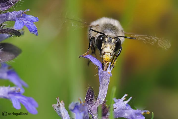 Bombus? No. Maschio di Anthophora cf. plumipes