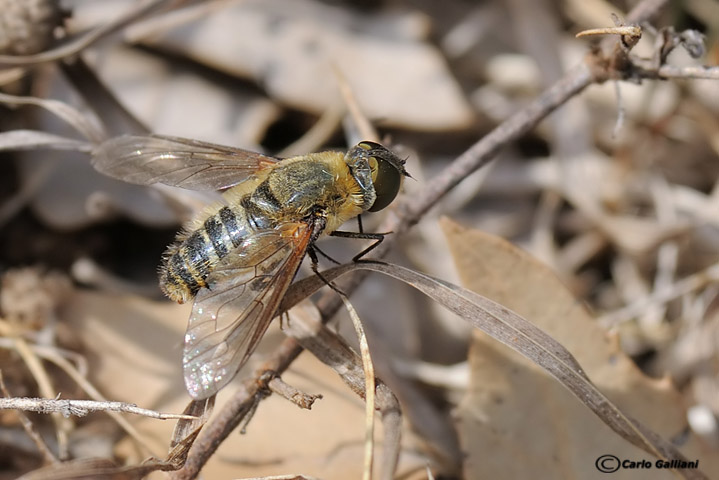 Villa sp. (Bombyliidae).