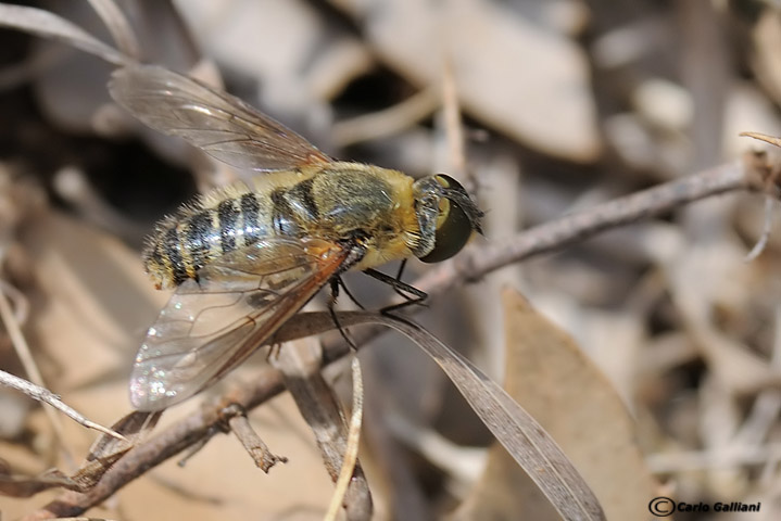 Villa sp. (Bombyliidae).