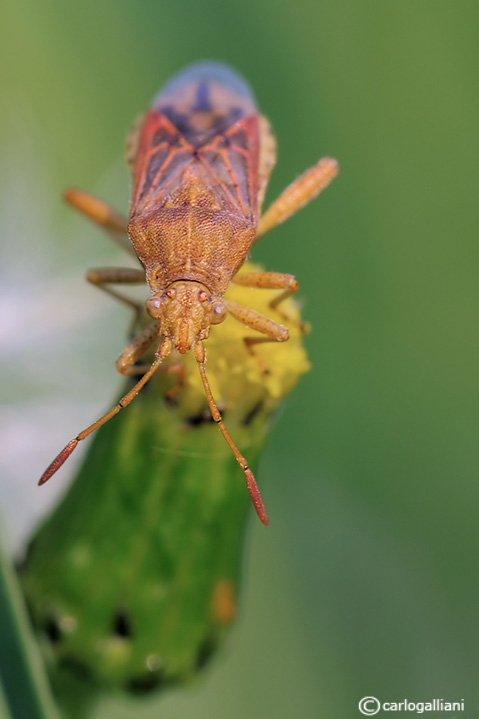 Rhopalidae: Stictopleurus abutilon della Lombardia (MI)