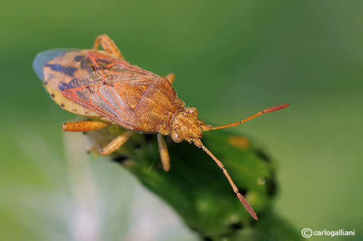 Rhopalidae: Stictopleurus abutilon della Lombardia (MI)