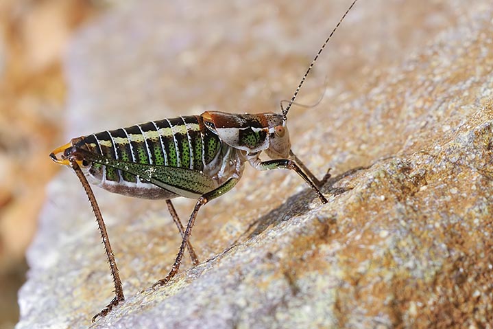 Ensifero greco: Poecilimon sp.