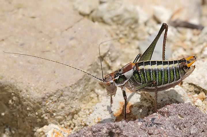 Ensifero greco: Poecilimon sp.