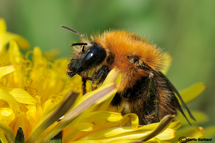 Bombus sp.