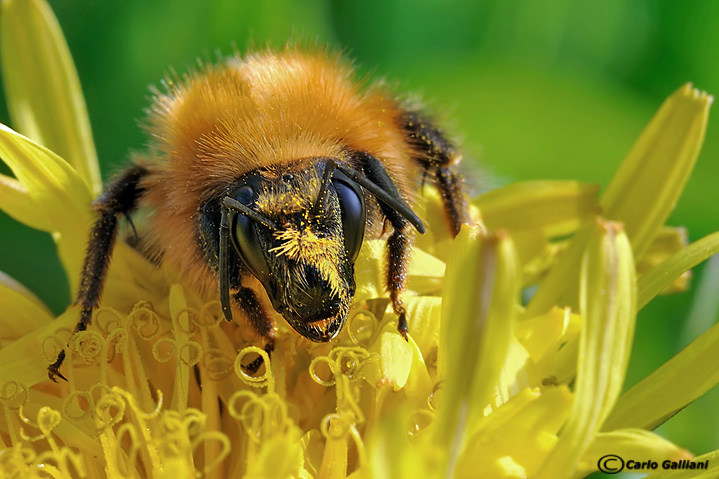 Bombus sp.