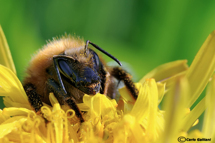 Bombus sp.