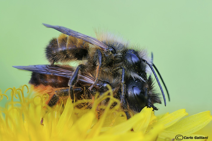 Apidae Megachilinae: Osmia bicornis (= rufa) in accoppiamento