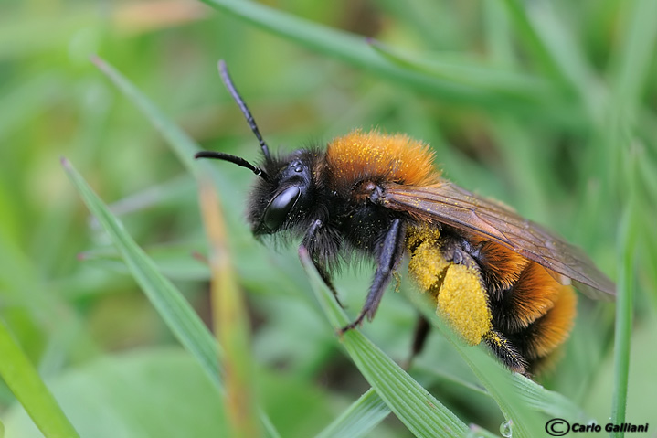 Bombus sp.