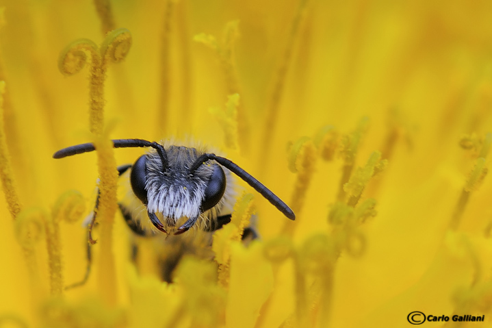 Andrena ??